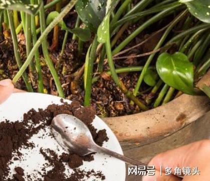 盆土板結(jié)不想換盆？試試3種松土劑，灑在土表輕松改善土質(zhì)！